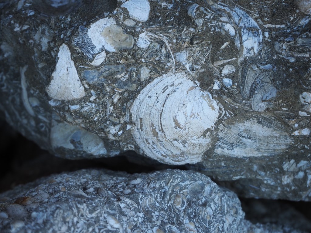 貝の化石が目の前に！奥山田ハートフル化石広場