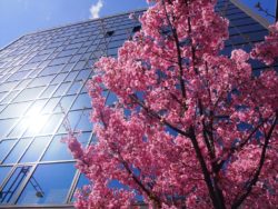 【講座動画】京都さくら物語　～人々の思いを伝える桜たち～
