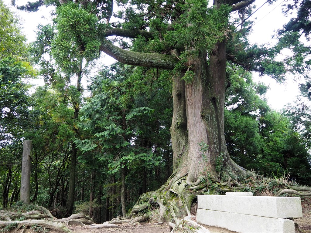 比叡山の玉体杉