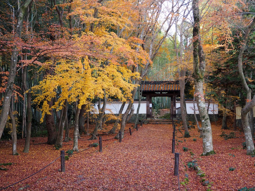 竹の寺・地蔵院門前の紅葉