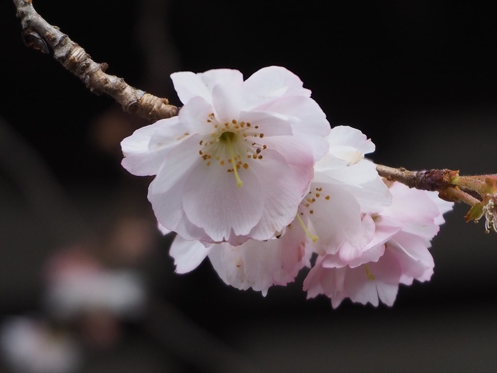 北野天満宮の一輪の梅と平野神社の寒桜