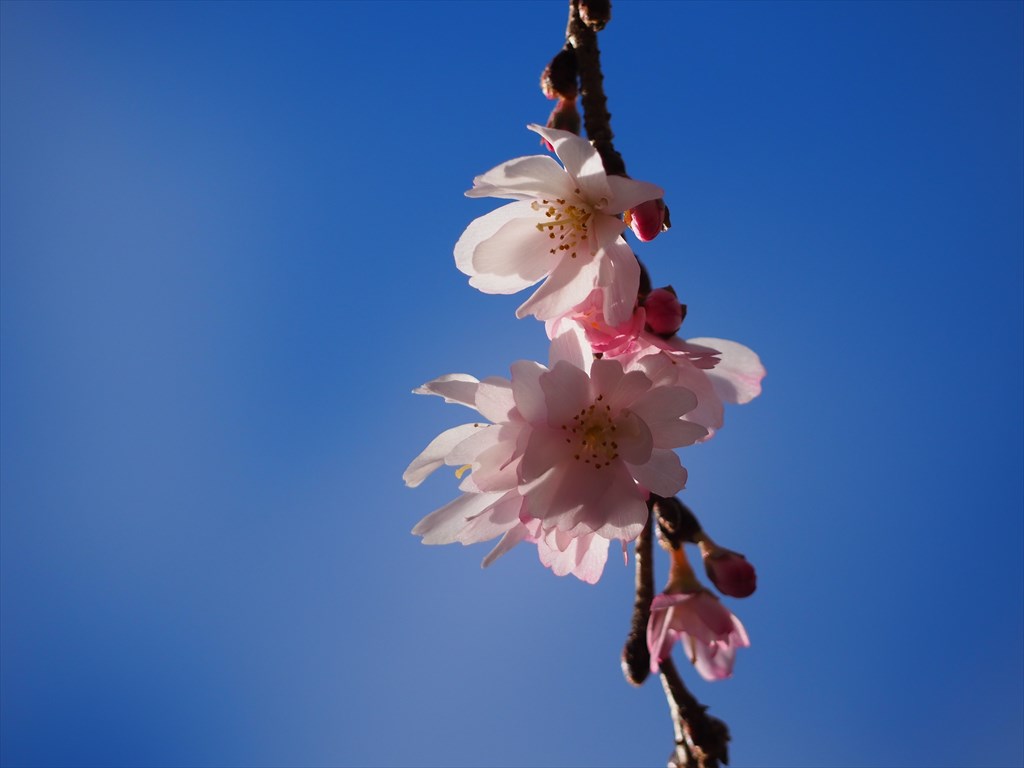 冬に咲く御池桜