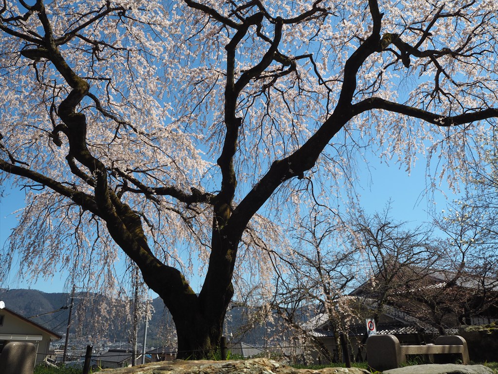 3月29日(火)13時30分～山科の史跡巡りと優美なしだれ桜が咲き誇る大石神社へ