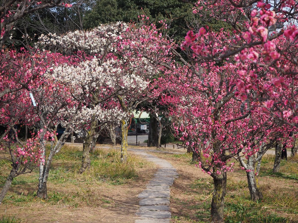 梅小路公園の梅と東寺の河津桜