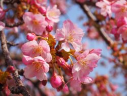 【講座動画】京都を楽しむ春夏秋冬のめぐり方　3月の京都の見どころ