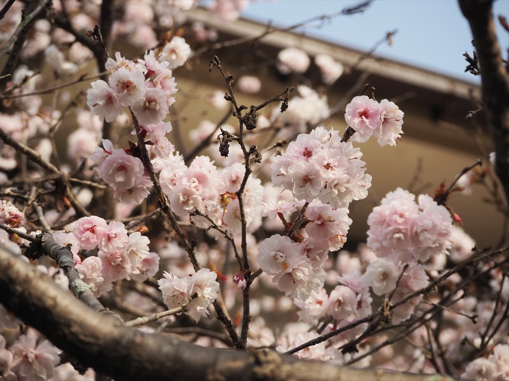 車折神社の早咲き桜