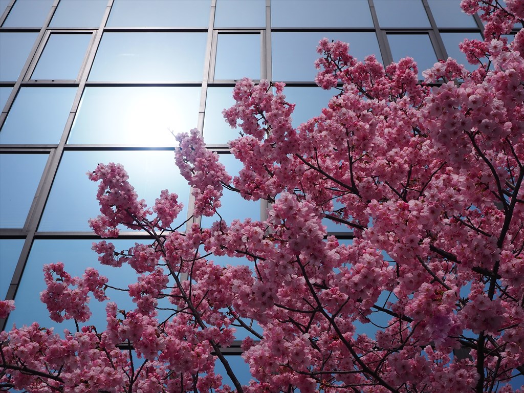 平和の象徴として植えられた陽光桜