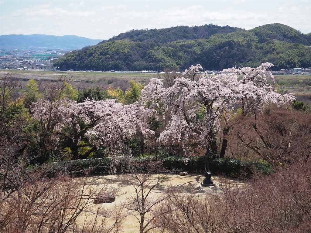 大山崎山荘美術館の早咲き桜