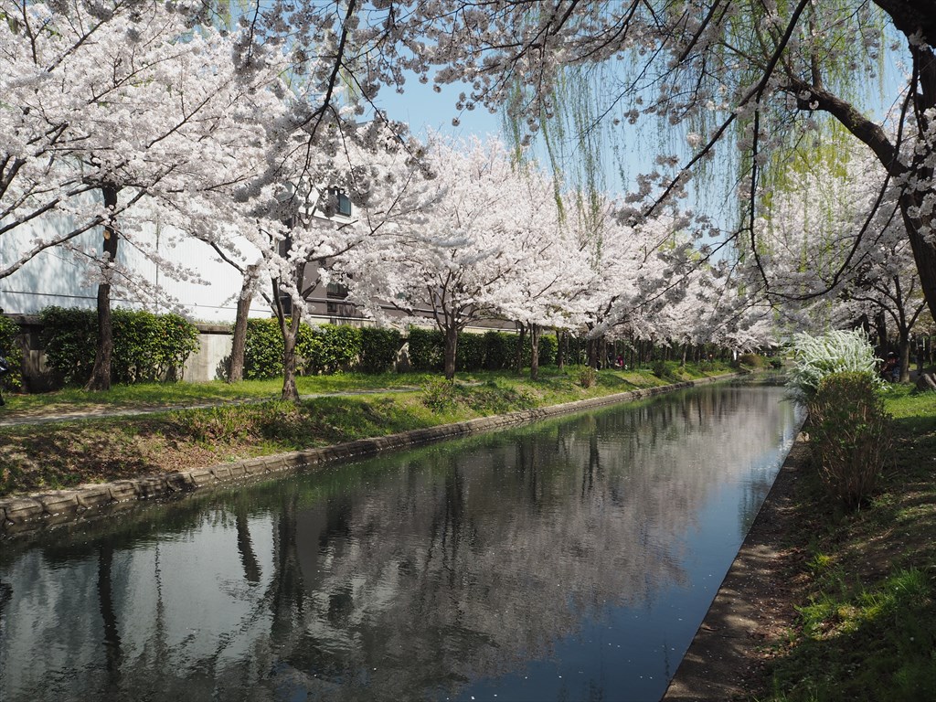4月4日(月)13時30分～伏見の川面を飾る圧巻の桜並木　酒蔵の風情から伏見港へ