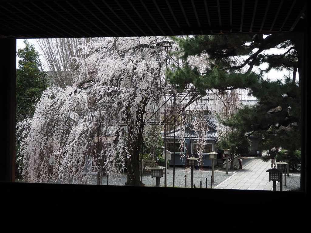 千本釈迦堂のおかめ桜