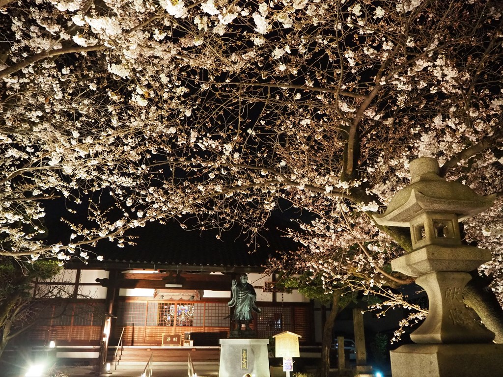 墨染寺の夜桜ライトアップ