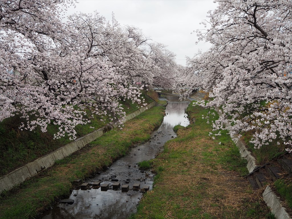 井手の玉川　美しい桜並木と南山城大水害