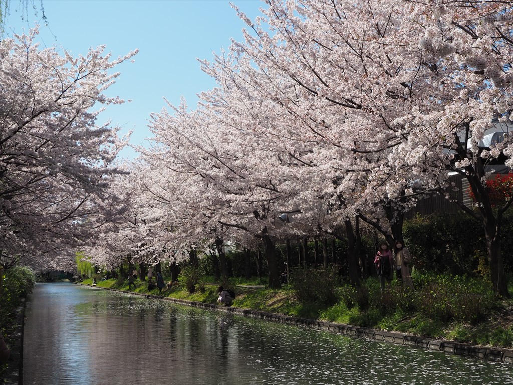 伏見の桜風景