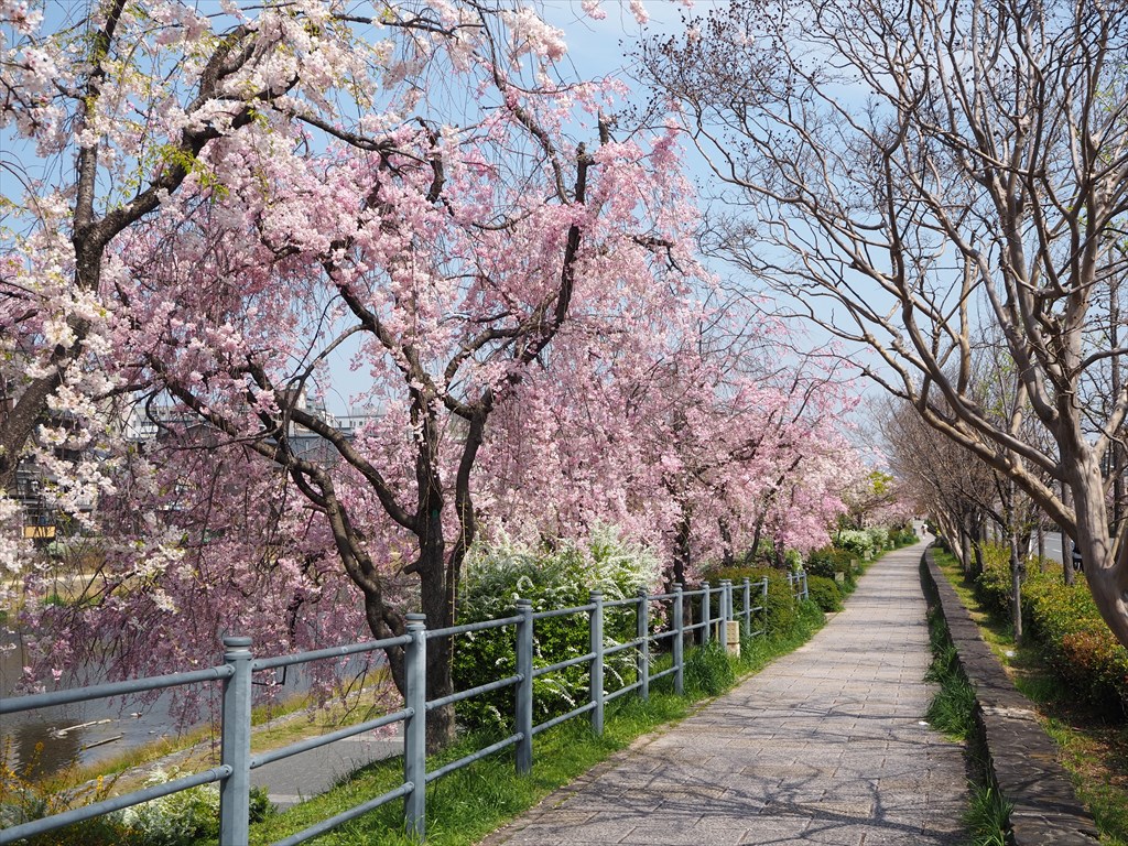鴨川の桜風景