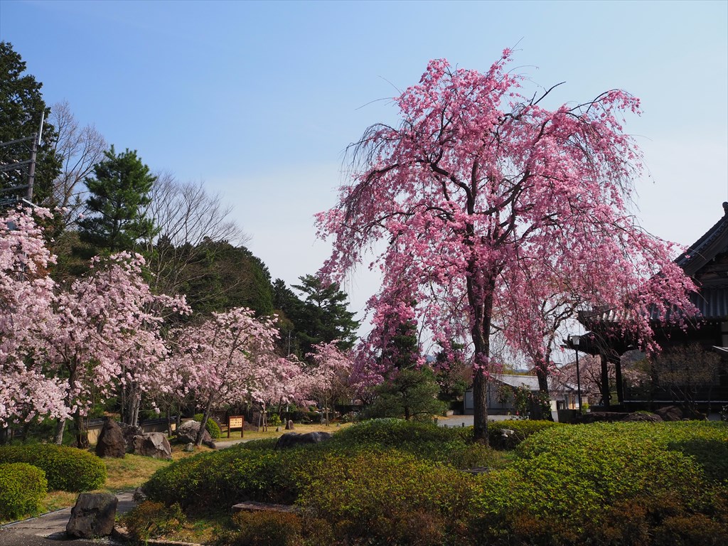 妙満寺の桜風景