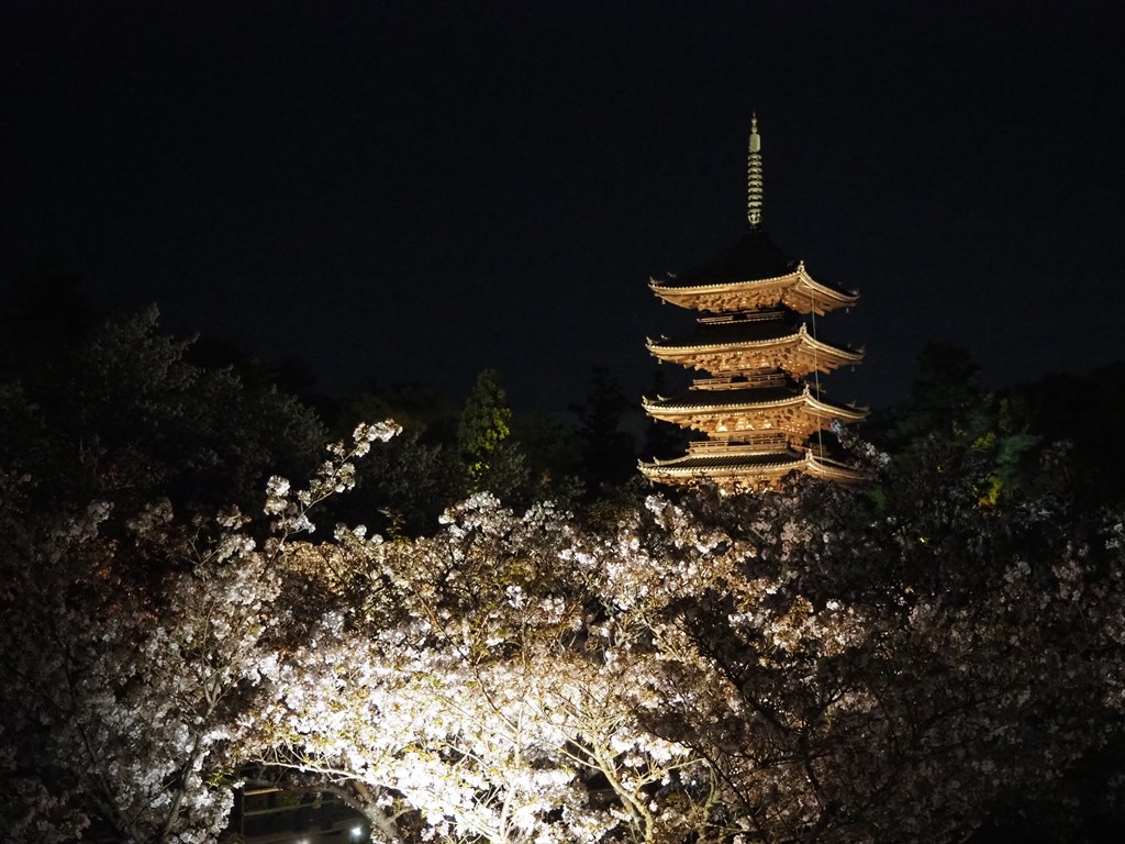 仁和寺　御室桜のライトアップ