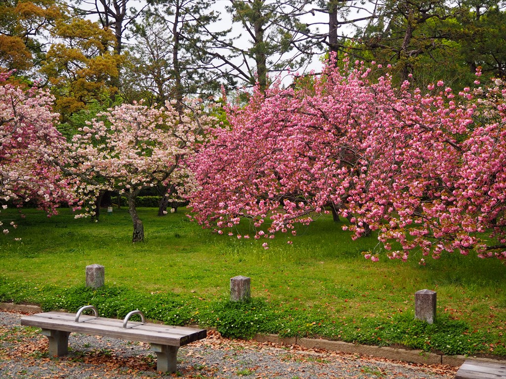 京都御苑　出水の小川の八重桜