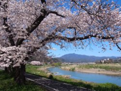 【講座動画】京都の桜講座　2022年　その1「京都の桜のめぐり方」
