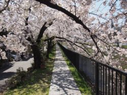 【講座動画】京都の桜講座　2022年　その2「秘密にしておきたい穴場の桜」