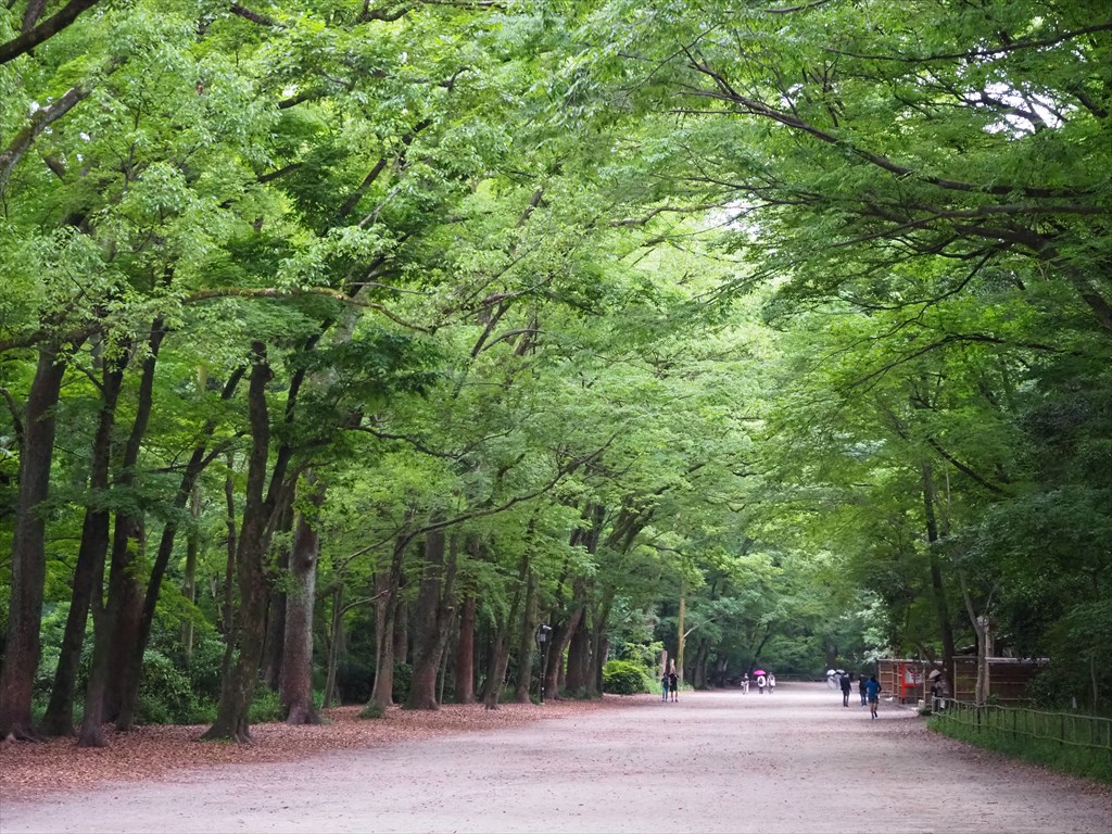 緑が美しい下鴨神社の糺の森