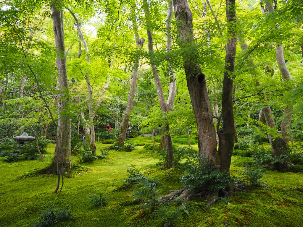 祇王寺　美しい苔の緑