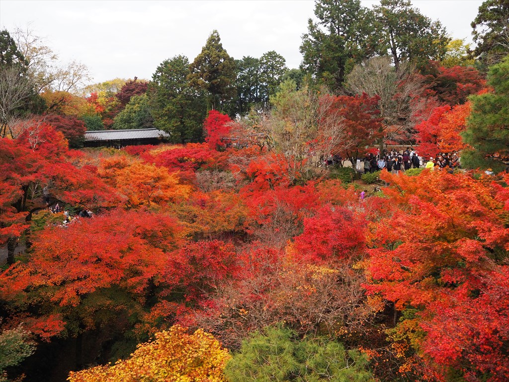 東福寺　通天橋からの紅葉の眺め