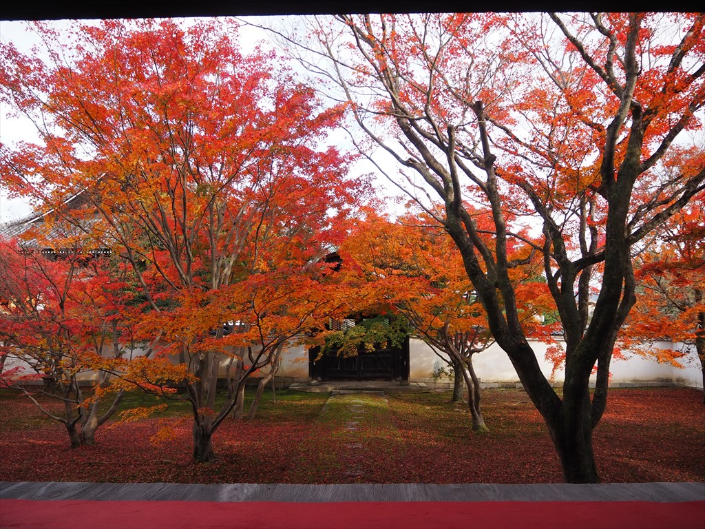 妙覚寺の紅葉とライトアップ