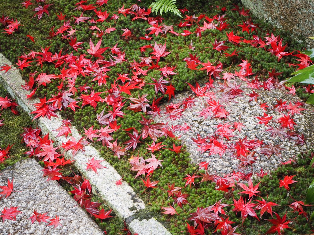 【現地】京都を代表する紅葉名所！東福寺の境内へガイドおすすめの場所を拝観