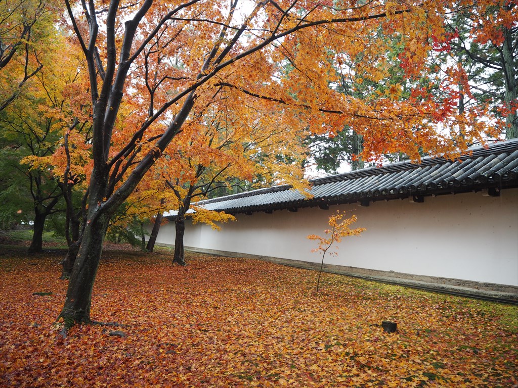 11月29日(火)9時～京都を代表する紅葉名所！東福寺の境内へガイドおすすめの場所を拝観