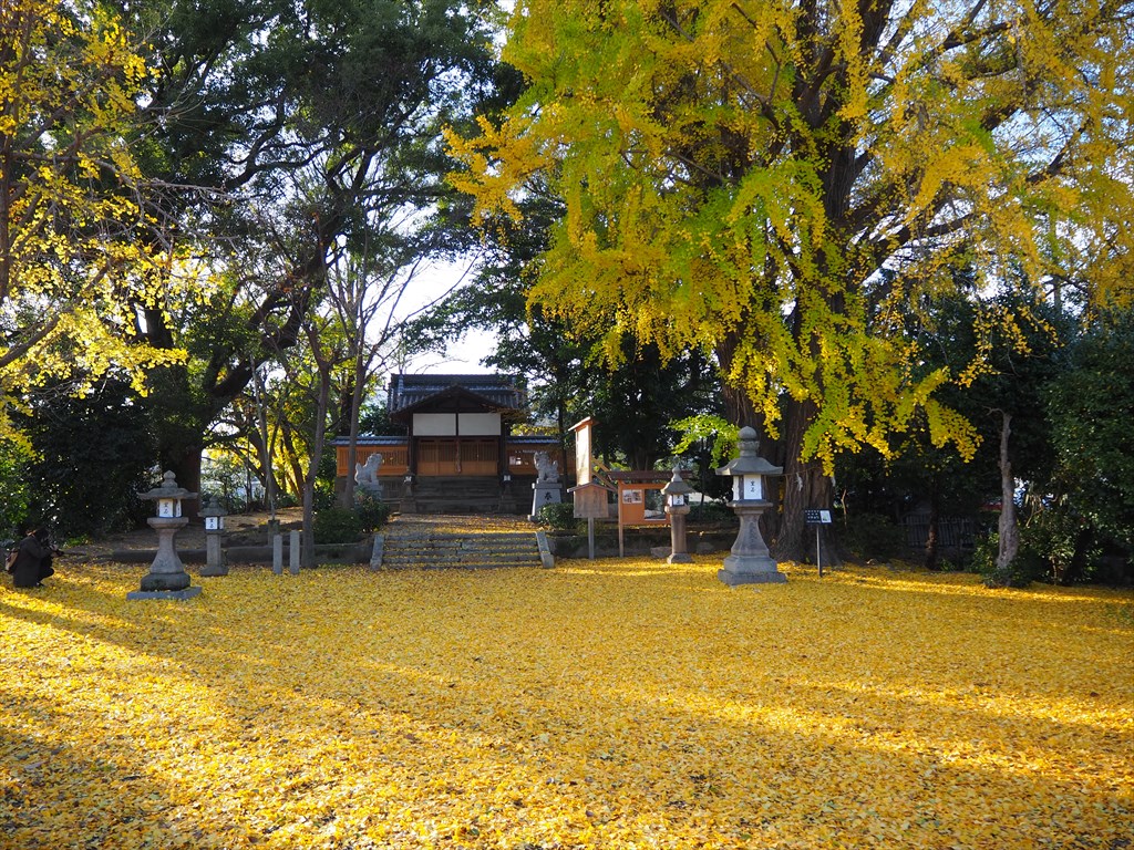 イチョウの落ち葉が覆う三栖神社
