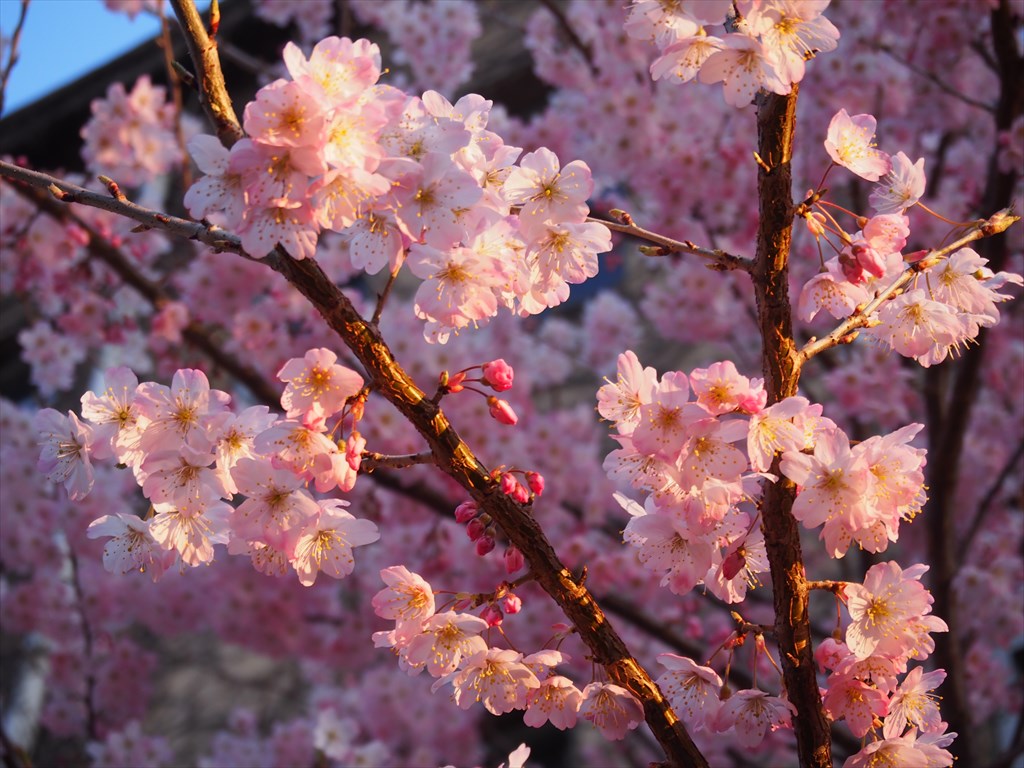 【現地】街中に咲く早咲き桜と梅歩き＋小社寺を巡るご利益散歩