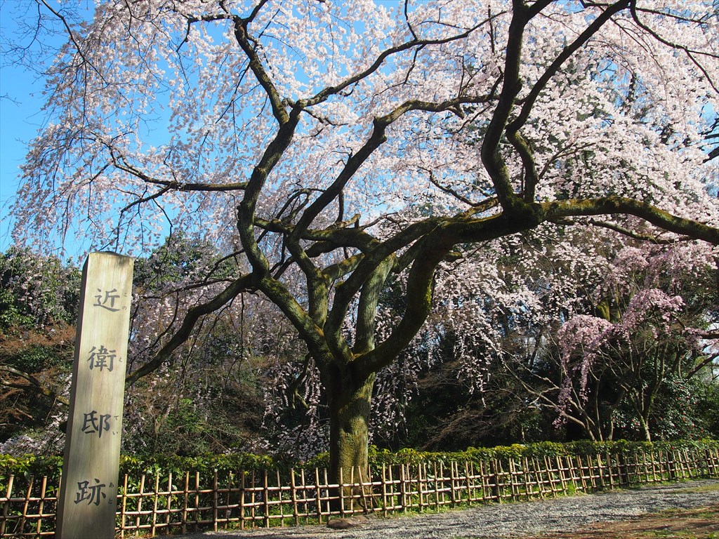 【現地】御苑に咲く糸桜と桃の花　歴史を感じる御所西のさくら散歩