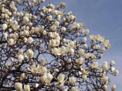 3月18日(土)9時30分～街中に咲く早咲き桜と梅歩き＋小社寺を巡るご利益散歩