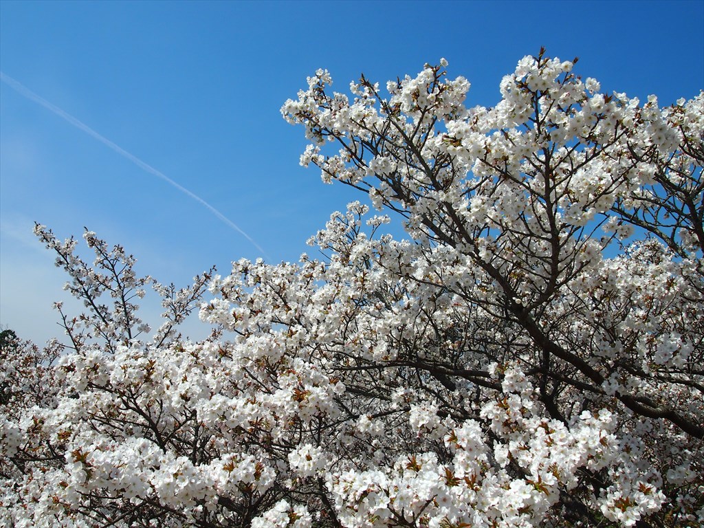 【現地】美しき桜の雲海！仁和寺の御室桜ととっておきのお寺散歩