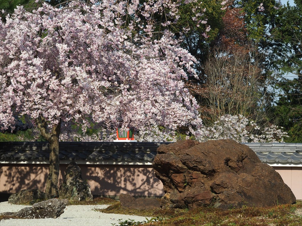 【現地】大原野で遅咲き桜と貴重な仏様に出会う　石の寺・正法寺から大原野神社、花の寺へ