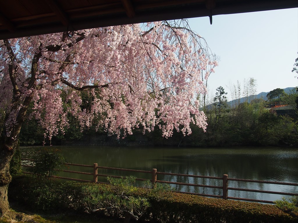 4月3日(月)13時～大原野で遅咲き桜と貴重な仏様に出会う