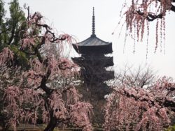 2月27日(火)13時30分～五重塔を飾る華やかな梅と河津桜！東寺の見どころ解説と周辺探訪