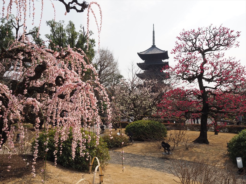 東寺の梅と河津桜