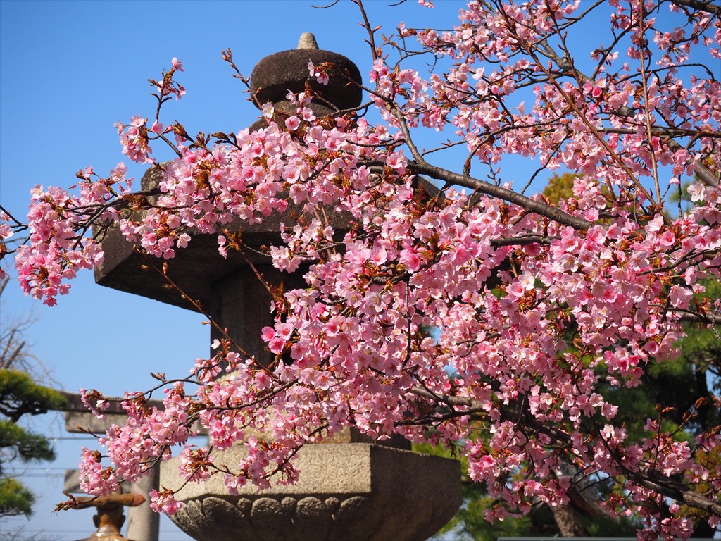 豊国神社の蜂須賀桜