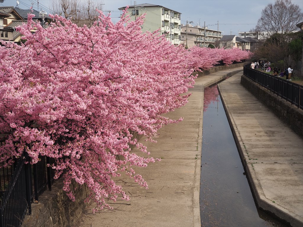 年々人気が増す淀水路の河津桜