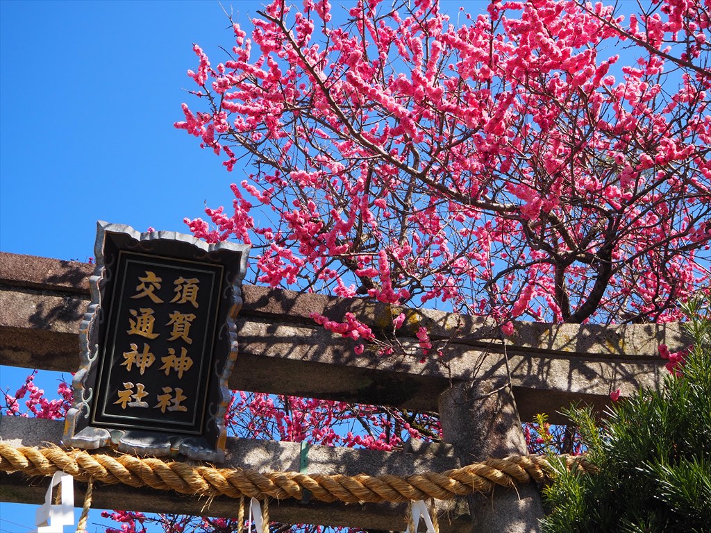 春の花咲く京都
