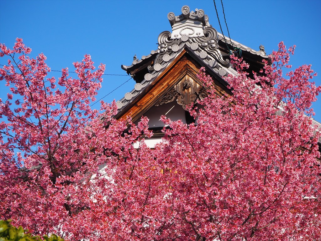 見ごろ終盤の長徳寺のオカメ桜