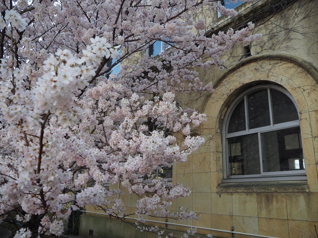 学校跡を飾る「春めき」桜