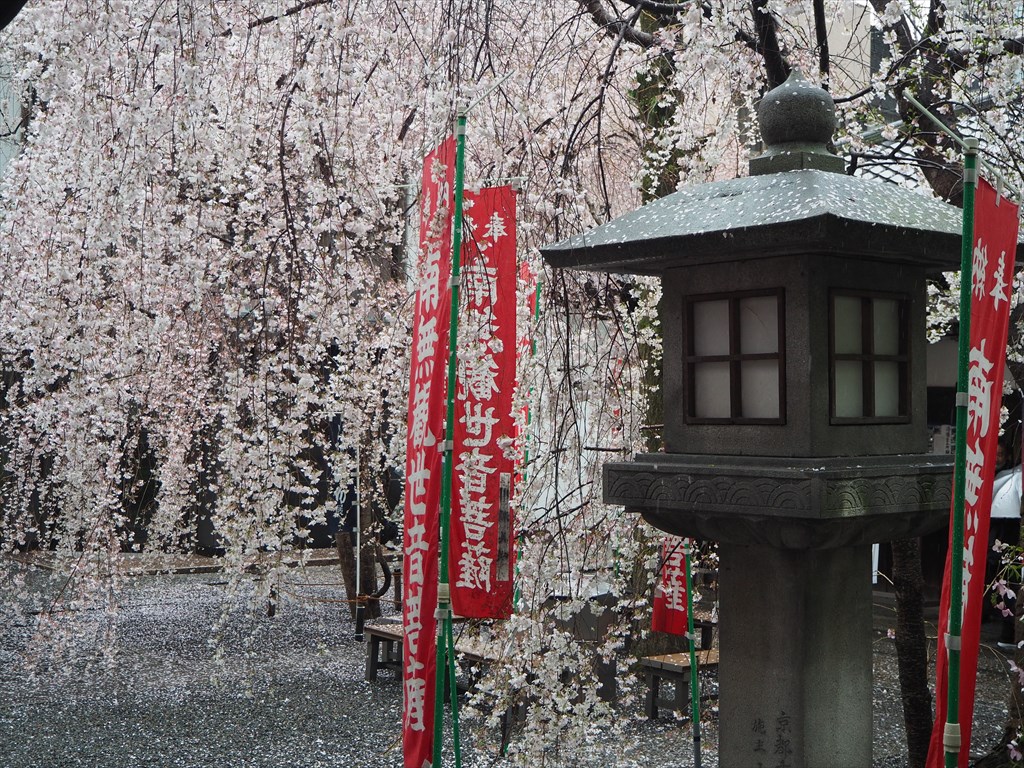 雨の日にも美しい六角堂の桜