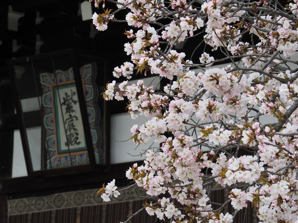 京都御所　宮廷文化の紹介　2023年春