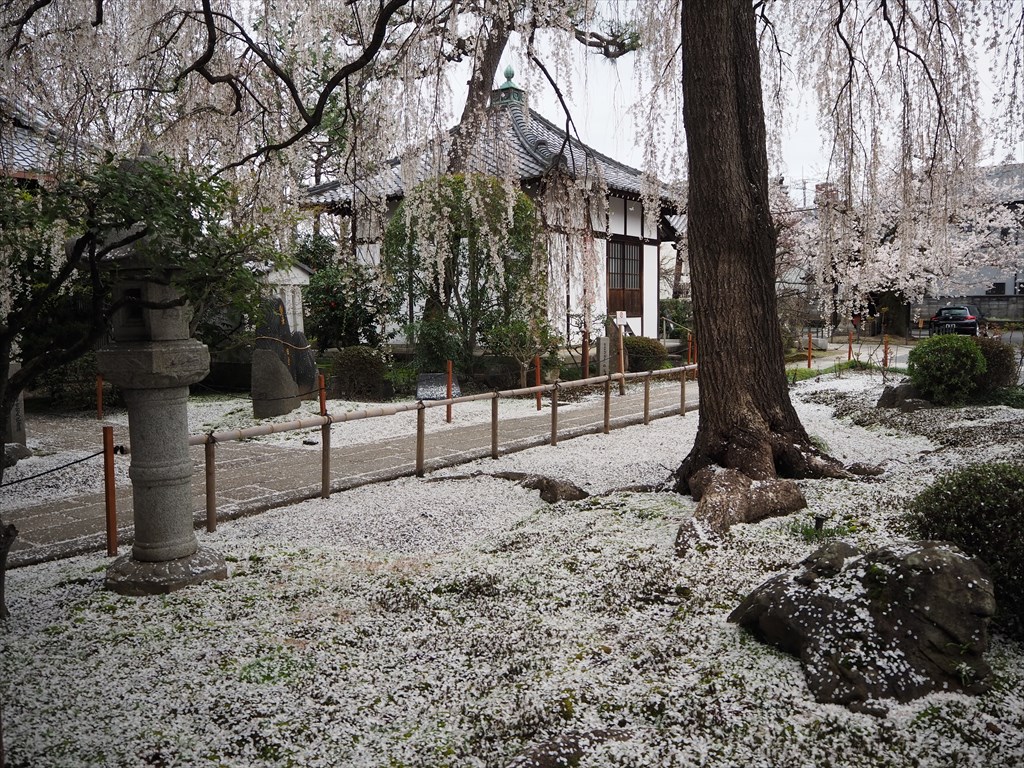 散り際も美しい本満寺のしだれ桜