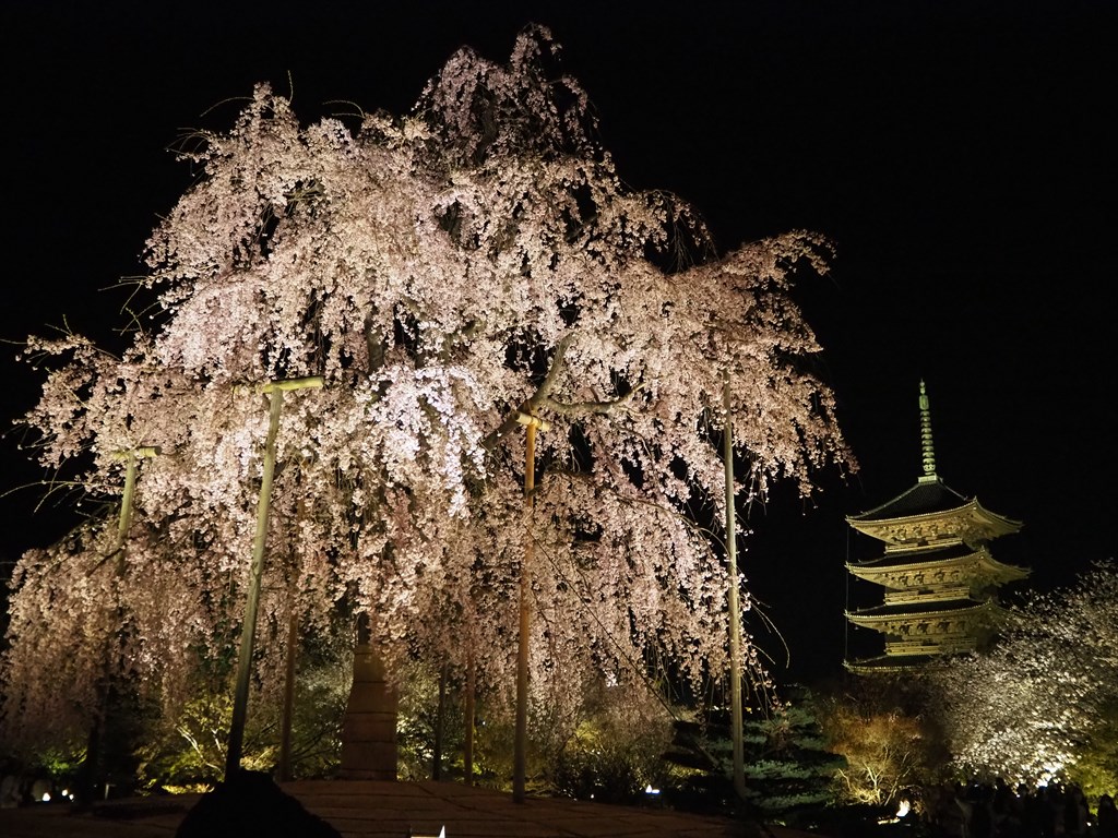 東寺　桜のライトアップ　2023年