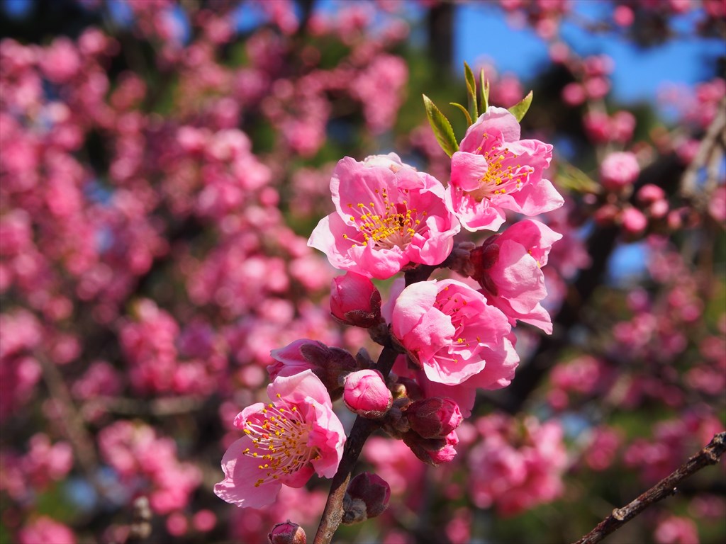 3月20日(月)13時30分～御苑に咲く糸桜と桃の花　歴史を感じる御所西のさくら散歩