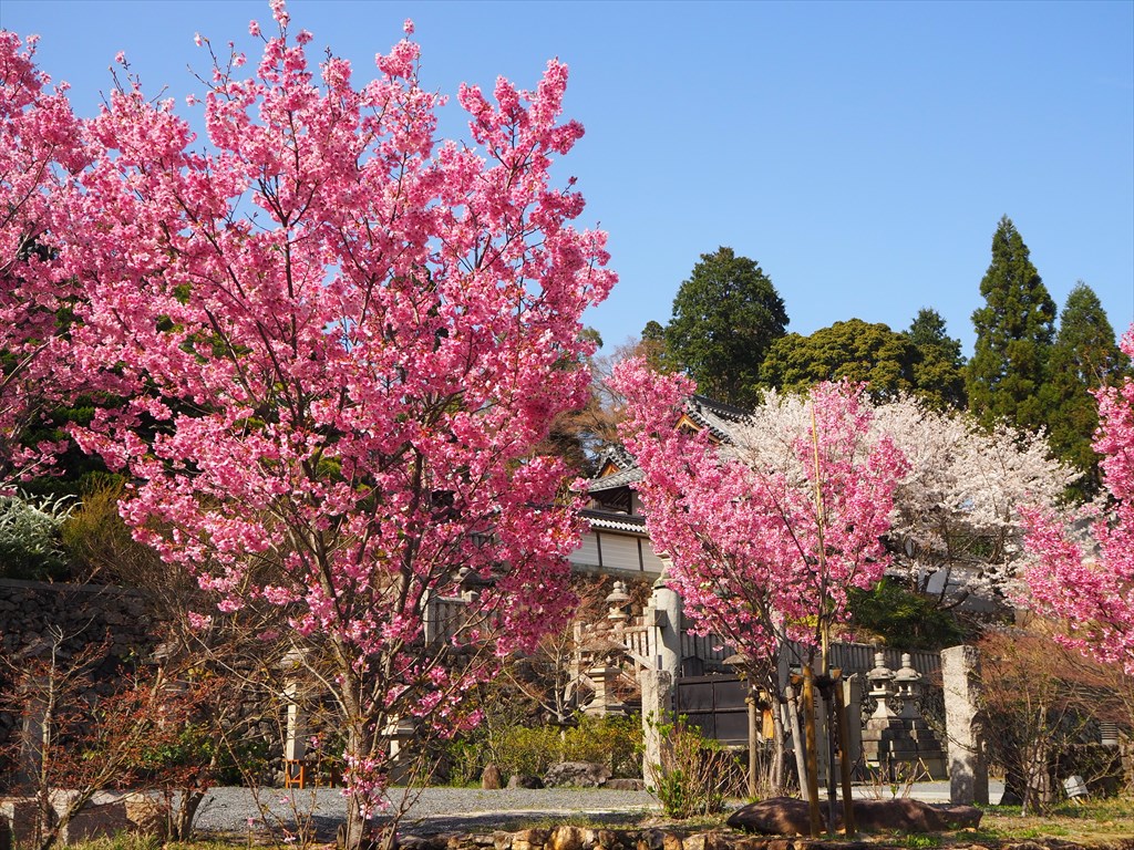 楊谷寺の陽光桜