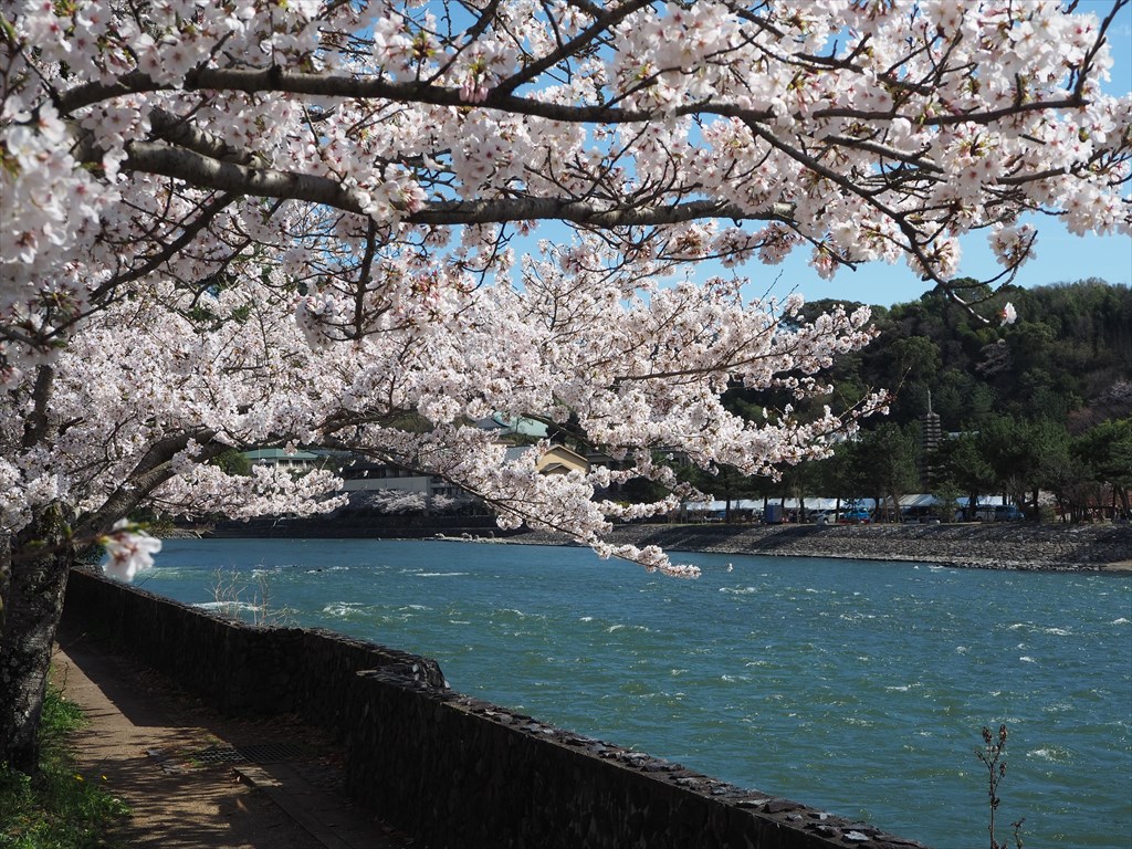 【現地】桜が咲き誇る宇治川　宇治の春を満喫！